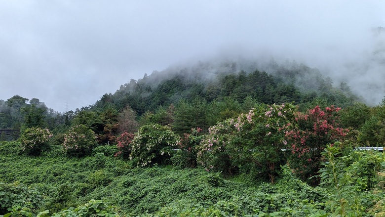 霧がかかった山々と、緑豊かな木々や草が広がる風景