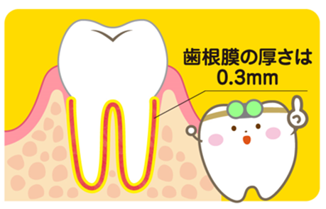 歯根膜のイメージ画像